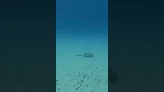 Beautiful String Ray seen while scuba diving in Quintana Roo. #divingtrip #sealife #gopro #shorts