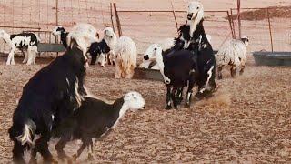 #goat-meeting#goat-breeding#goat- How the two beautiful goats in the farm sit in the first meeting#