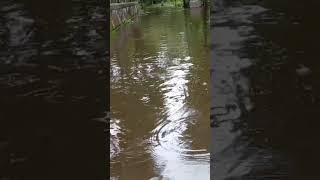 #sylheti_video #osmaninagar #shortvideo #sylhetflood