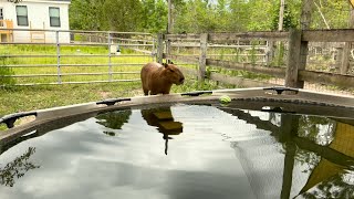 Just a Quick Dip in the Pool