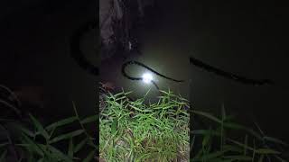 BEGINILAH SAAT MANCING MALAM❗❗❗//mancing ikan baung #fishing #mancingmaniamantap #shortvideo