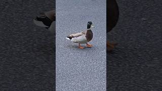 Feeling The Music 2! #duckdance #mallard #ducklover #funnydance #shorts #shortfeed  #subscribe #duck