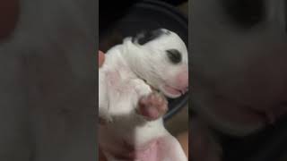 2 weeks old puppies #cutepuppies