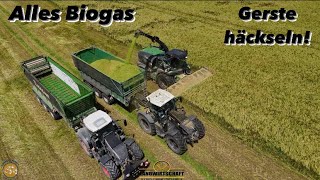 Alles für die Biogasanlage Getreide - Gerste häckseln LU Dugan in der GPS Ernte Black Beauty Krone