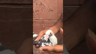 jama masjid kabootar market delhi #jamamasjid #kabootar #pigeon #viral #youtubeshorts #shorts