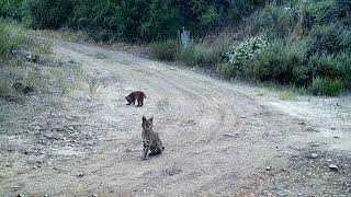 Bobcat kittens playing