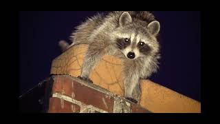 Raccoon 19 March 2022