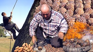 Los PIÑONEROS. Quemado de PIÑAS en el monte para extraer los deliciosos PIÑONES para consumo y venta