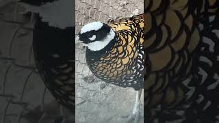 Reeves's pheasant  Beautiful Golden Reeves #beautifulbirds #shorts