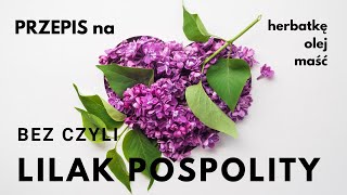 Lilak pospolity, czyli popularny bez | herbatka, olej i maść