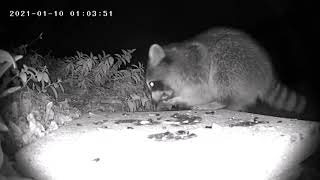 Foraging Raccoon Caught on Zumimall GX1S at Night