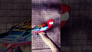 #vlog #birds #parrort red ferry Rosella parrot vlogs very beautiful❤