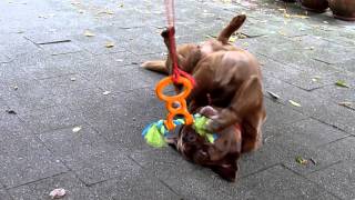 Doggie's and their new toy ..... (ツ)