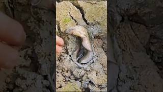 big catfish #shorts #fishing #fish #villagefishing #catfish #viral #fishingvideo .