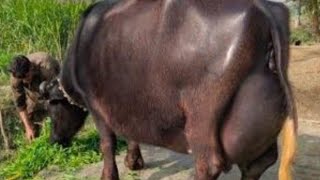 Beautiful Neeli Ravi Buffalo for Sale in Pakistan on YouTube 29/7/2024