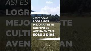 Mejoramos este cultivo de avena en tres días 🌾#Bioestimulación #Agrotips #Agricultura