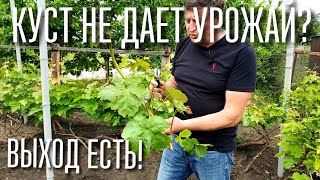 ВАШ КУСТ НЕ ДАЕТ УРОЖАЙ, ЖИРУЕТ ? ЧТО НУЖНО ДЕЛАТЬ, ЧТОБЫ КУСТ ЗАНОВО НАЧАЛ ДАВАТЬ УРОЖАЙ