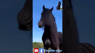 best horse أجمل الخيول