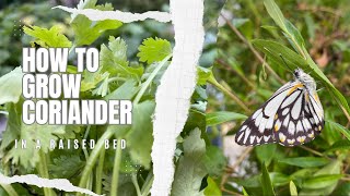 Grow CORIANDER / CILANTRO from seeds, seedlings and in a raised garden bed.