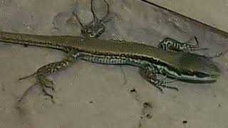 לטאה זריזה سحلية لبنان The Lebanon lizard