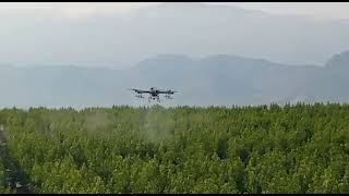 TRATAMIENTO FOLIAR CON DRON, (una herramienta fitosanitaria muy interesante).