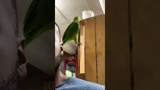 Parrot bowl attack at corner store in Cartagena Colombia