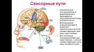 водородная терапия. лечение ушей.  лечение инсульта. панической атаки. отит. тугоухость. сосуды