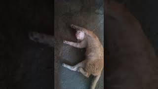 Kucing lucu tidur  #Hewan#