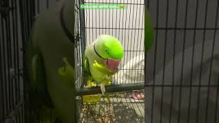 Parakeet | Parrot | Chilling with Chili #alexandrineparakeet #parrot #cute #funny #eating