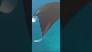 MANTARAY (boat trip)