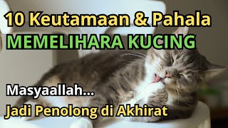 LUAR BIASA !! Inilah 10 Keutamaan dan Pahala Bagi Orang yang Memelihara Kucing, Jadi Penolong...