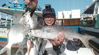 Jeito INFALÍVEL de pesca Tainha na linha de mão.