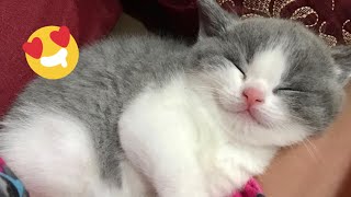 😂 Funniest Cats and Dogs Videos 😺🐶 || 🥰😹 Hilarious Animal Compilation №459