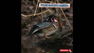 The North American Wood Duck so colorful😍🤗