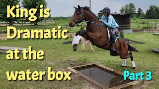 Teaching my horse to go through his first water box - Thoroughbred training