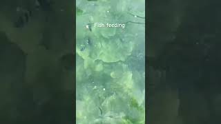 Fish feeding