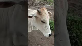 indian Big cow