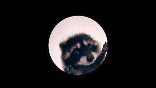 Pedro Pedro Pedro - Racoon Meme Full Version