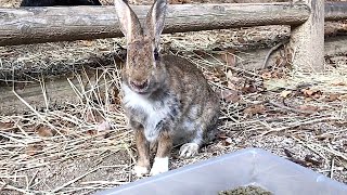 Rabbit: “I sensed a spy behind me.”