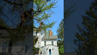 trimming ginkgo near service wires