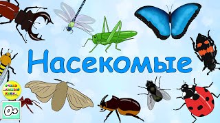 Учим насекомых. Развивающий мультфильм