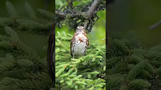 The fox sparrow singing#shorts #birds #bird #birding #birdsounds  #birdslover #nature #hd4k#nature