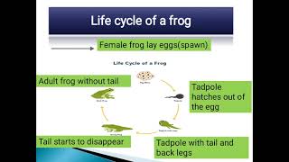 Grade 4 Science Lecture # 14