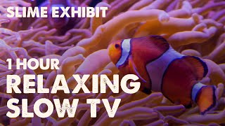 1 HOUR Relaxing Aquarium Slow TV - Slime Exhibit (Common Clownfish)