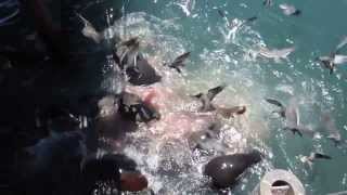 Sea lions feeding in Chile