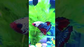 Orginal plakat betta fish #viral #trending #best #cool #viralshort 🔥🔥🔥🔥🔥🔥