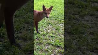 Incontro inaspettato al parcheggio della Burcina: una volpe si aggira indisturbata