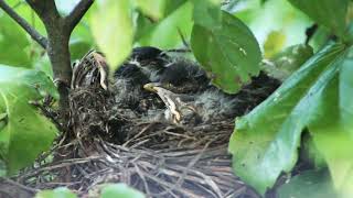 Vogelbabies warten auf Futternachschub