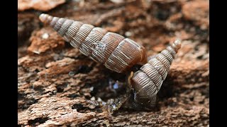 Grote clausilia Alinda biplicata