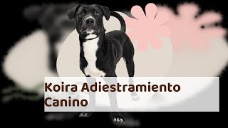 Koira Adiestramiento Canino - Valencia